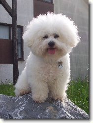 Bichon á poil frisé, Bichon Frise