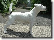 Parson Russel Terrier