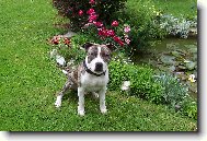 American Staffordshire Terrier Blue Lacy