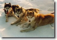 Siberian Husky
