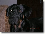 Tosa Inu, Japanese Fighting Dog