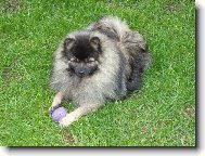 Deutscher spitz, German Spitz
