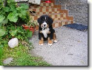 Berner Sennenhund
