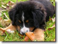 Berner Sennenhund