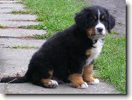 Berner Sennenhund