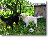 Berner Sennenhund