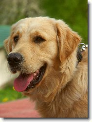 Golden Retriever