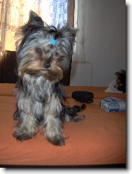 Jorkšírský terier, Yorkshire Terrier,