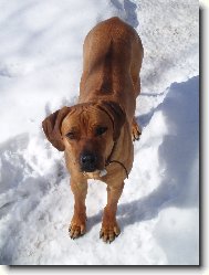 Rhodesian Ridgeback