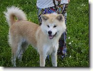 Japanese Akita