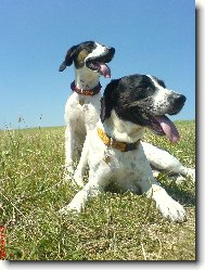 English Pointer