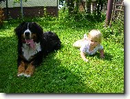 Berner Sennenhund