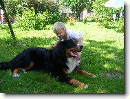 Berner Sennenhund