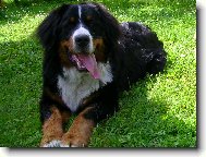 Berner Sennenhund