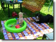Berner Sennenhund