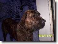 Fila Brasileiro
