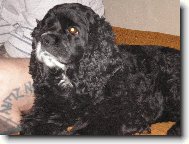 American Cocker Spaniel