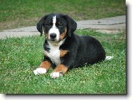 Appenzeller Sennenhund