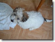 Coton de Tulear