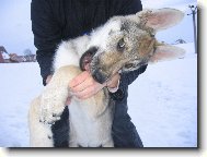 Chechoslovakian wolfdog \\\\\(Dog standard\\\\\)