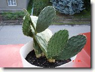 Opuntia