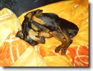 PRAGUE RATTER