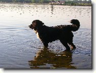 Berner Sennenhund