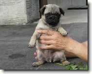 Pug