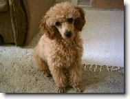Toy Poodle