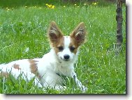 Papillon