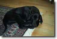 Fila Brasileiro