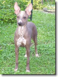 Perro Sin Pelo del Per
