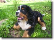 Berner Sennenhund
