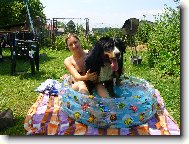 Berner Sennenhund