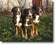 Grosser Schweizer Sennenhund