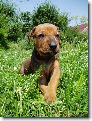 Rhodesian Ridgeback