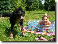 Berner Sennenhund