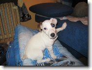 Jack Russell Terrier