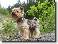 Jorkšírský terier, Yorkshire Terrier,
