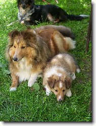 Shetland Sheepdog