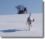 Porcelaine Dog