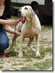 Porcelaine Dog