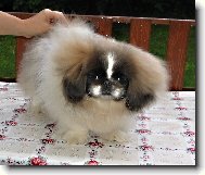Pekingese, Pekinese, Peking Palasthound