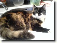 Turkish Angora