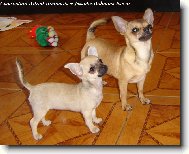 Chihuahua