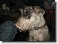 Schnauzer