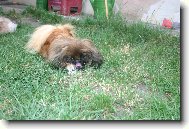 Pekingese, Pekinese, Peking Palasthound