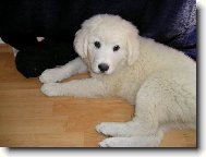 Tatra shepherd dog \(Dog standard\)