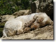 English Cocker Spaniel