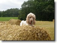 English Cocker Spaniel